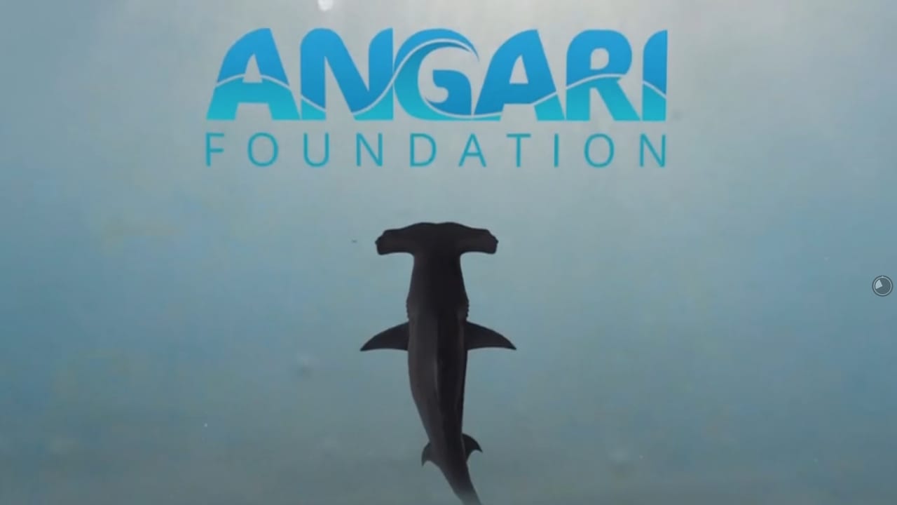 ANGARI Foundation | Generation Ocean: Sharks portfolio image from ECG Productions.