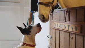 Budweiser Puppy Love Commercial ECG Productions Atlanta GA Red Hare Brewing Beerlove