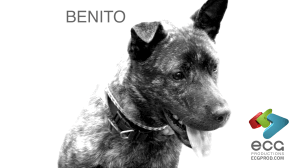Get Benito Adopted
