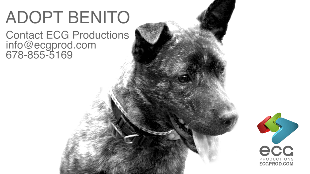 Benito for Adoption ECG Productions Pet Club