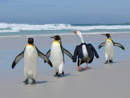 An animal imposter (goose) pretends to blend in line as a penguin on a beach.