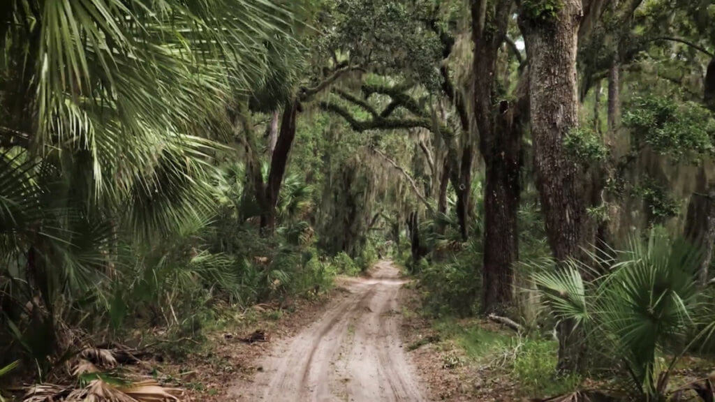 A narrow and sandy road leading into the worrds within one of the Georgia coast's state parks.