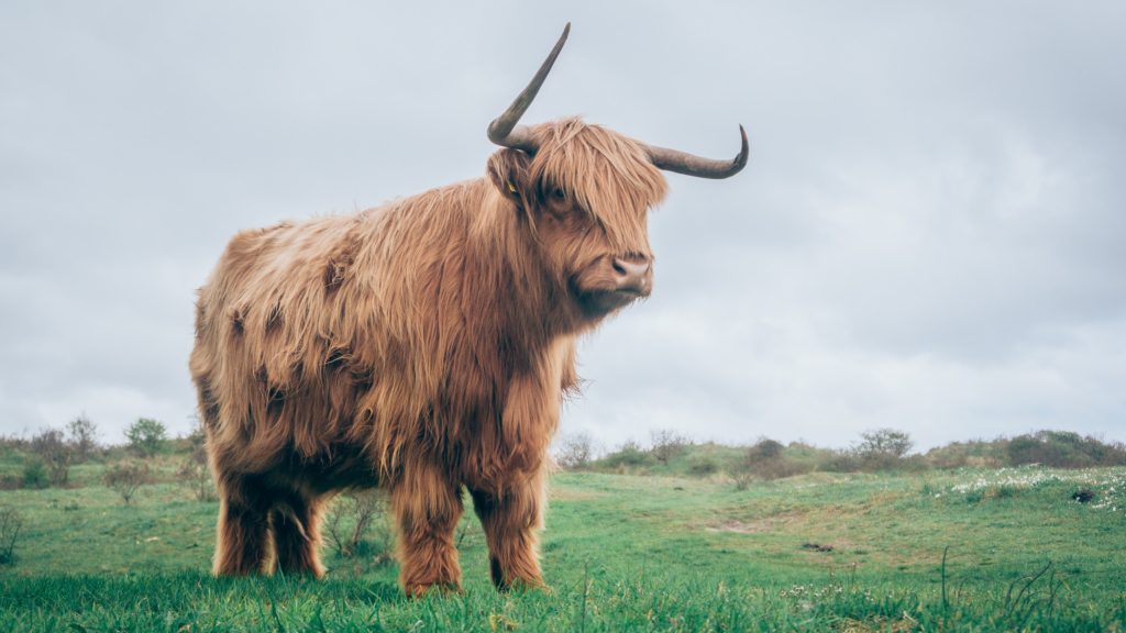 A brown yak stands in a green field.