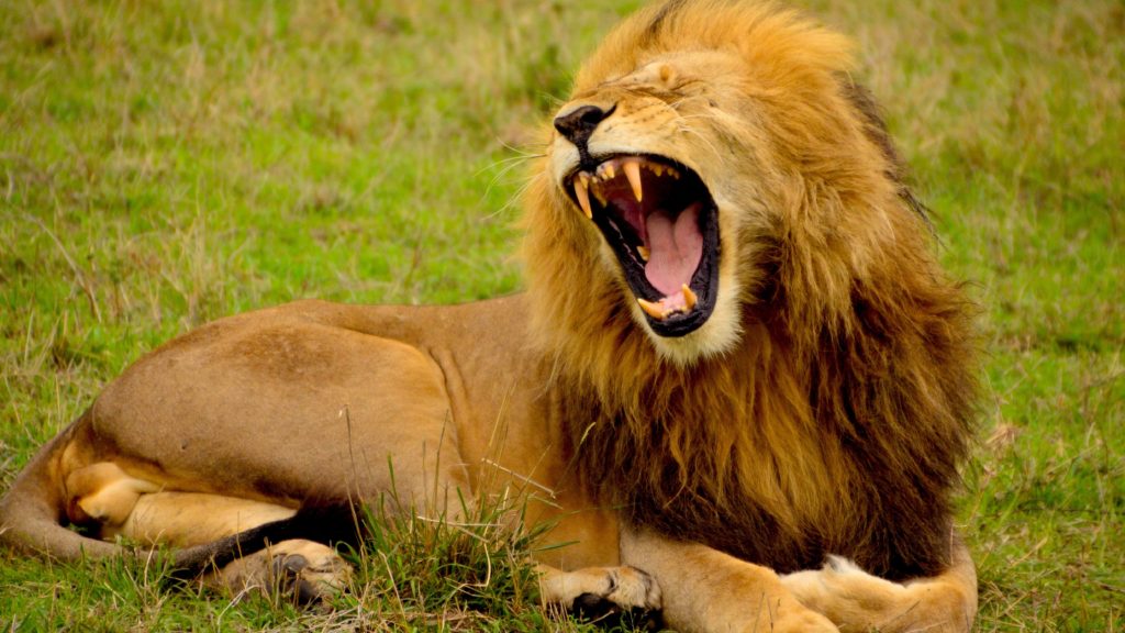 Lion animal rental roars while lying on green grass.