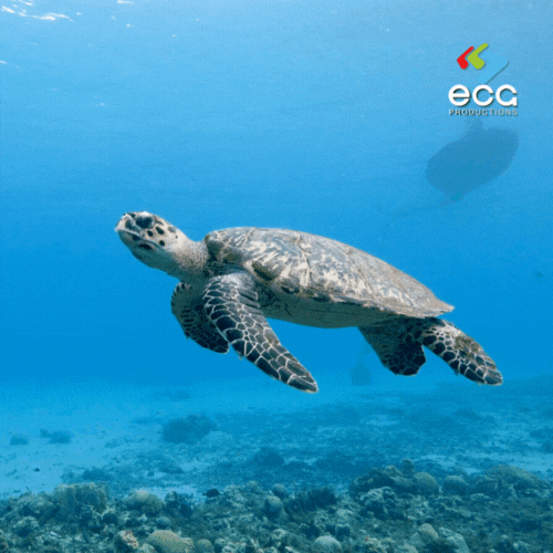 A sea turtle glides underwater, captured with a specialized camera for a nature documentary, showcasing the beauty of wildlife in documentary scriptwriting.
