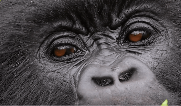 Georgia Aquarium Promo