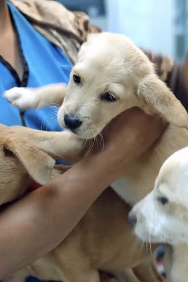 tv-puppy-reel