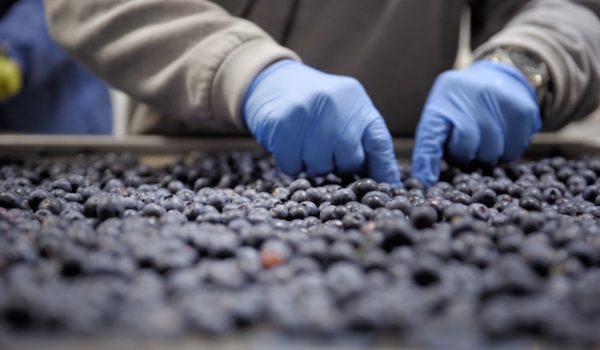 close up of a person picking blueberries