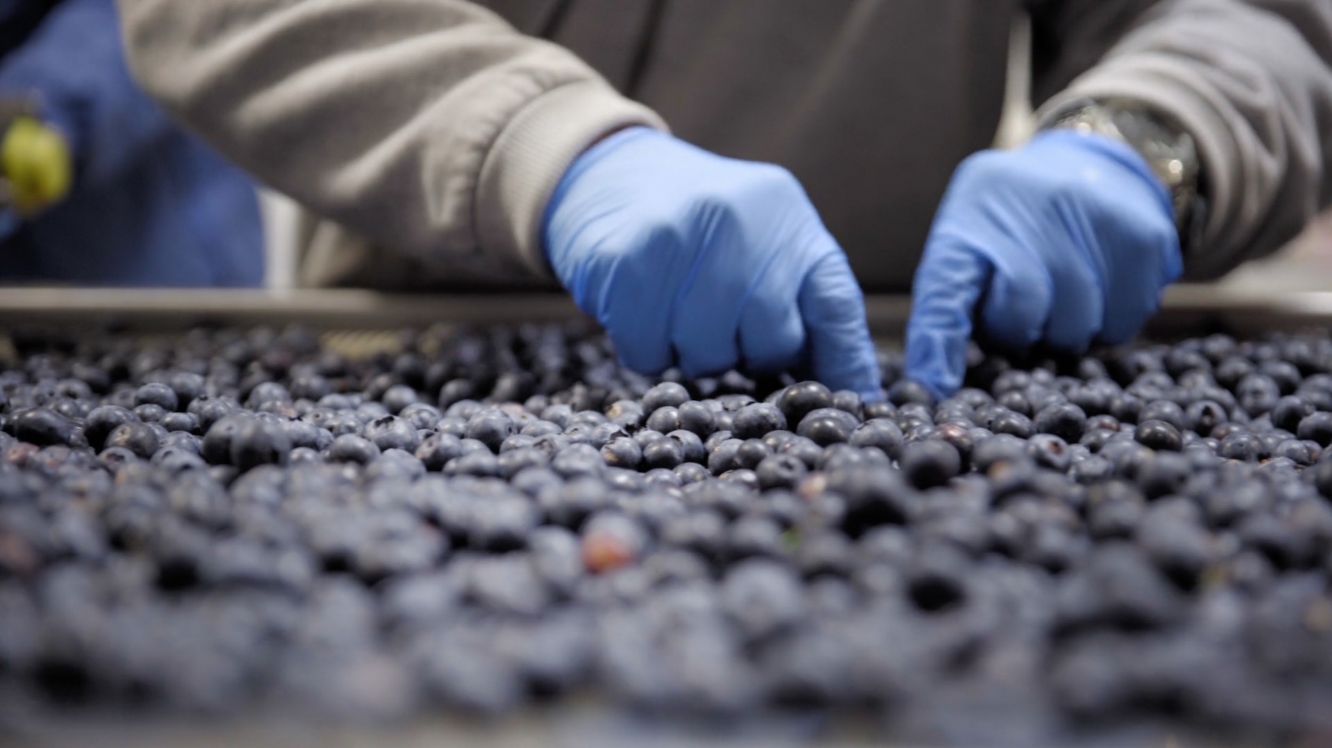 close up of a person picking blueberries